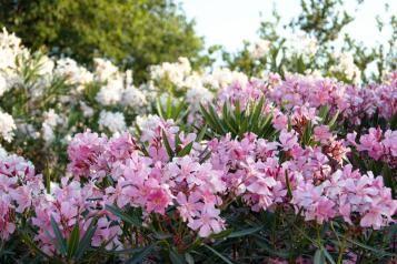 Image for Comment planter et entretenir un laurier rose ?