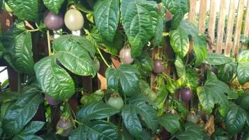 Image for Passionfruit