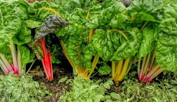 Image for Conseils pour planter de la rhubarbe 