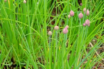 Image for Comment planter et semer la ciboulette 