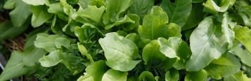 Image for Sorrel (Rumex)