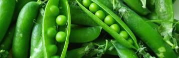 Image for Sugar snap peas (Pisum sativum)