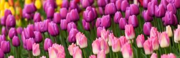 Image for Tulips