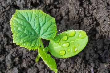 Watering cucumber