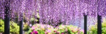 Image for Wisteria