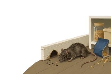 Pest Control