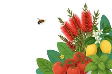 Plant food
