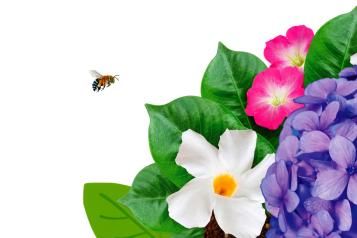 Potting Mix Flowers And Bee