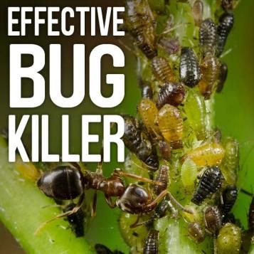 Effective bug killer