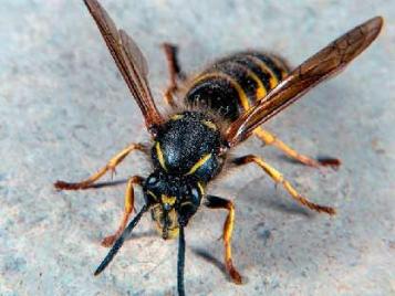 Kills flying insects, including wasps