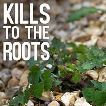 KIlls to the roots