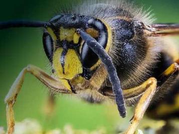 Kills flying insects, including hornets