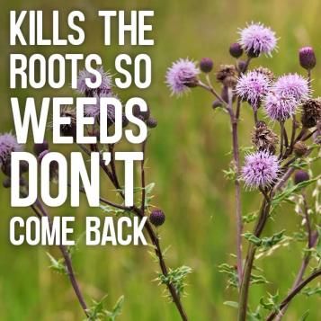 Kills right to the roots