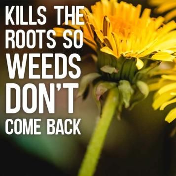 Kills right to the roots