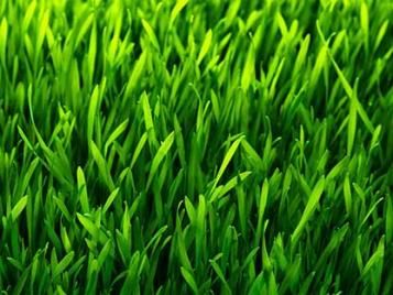 Greener thicker healthier lawn