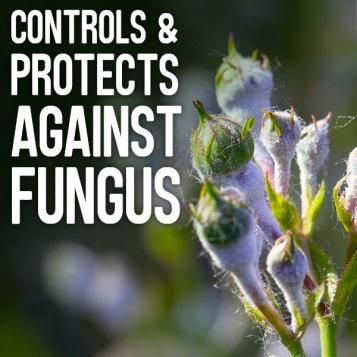 Controls and protects against fungus