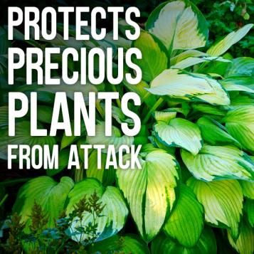 Protects precious plants from attack
