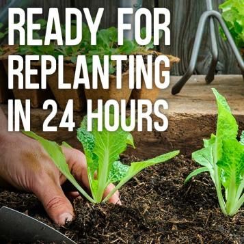 Ready for replanting in 24 hours