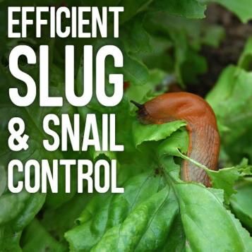 Efficient slug and snail control