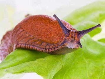 Efficient slug and snail control