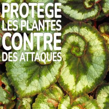 KB® Limex Ultimo protège les plantes contre des attaques