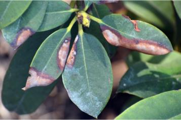 Fytoftoroza rododendrona