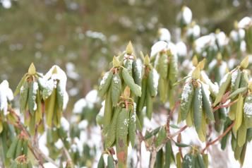 Ochrona rododendronów przed zimą