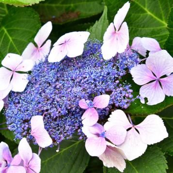 schermvormige hortensia in bloei