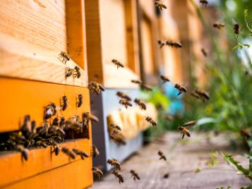 Choisir sa ruche pour faire son propre miel
