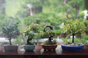 Plantation et entretien des bonsaïs
