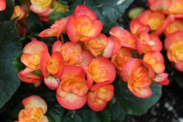 Comment planter et entretenir les bégonias