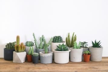 Quelle différence entre cactus, succulente et plante grasse ? – Le Bar à  Cactus 🌵