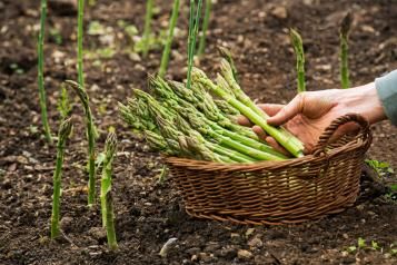 Culture et entretien de l'asperge