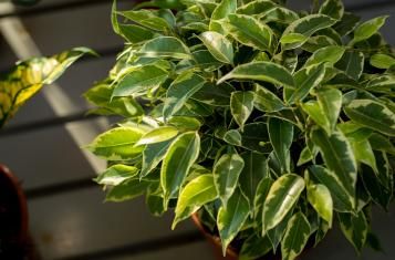 Houseplants after Christmas | Miracle-Gro | David Domoney