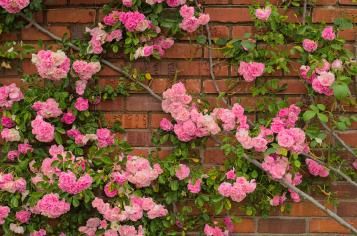 Garden Climbers | David Domoney | Miracle-Gro