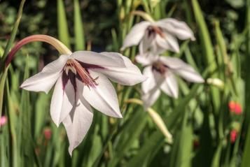 Summer bulbs | David Domoney | Miracle-Gro