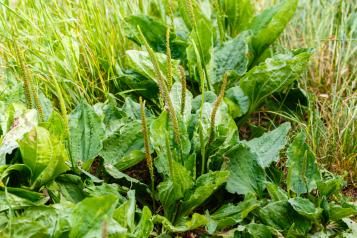 Marre des mauvaises herbes 