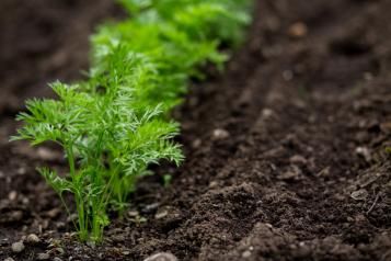 Planter des carottes