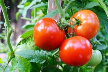 Légumes fruits : nourrir et tailler