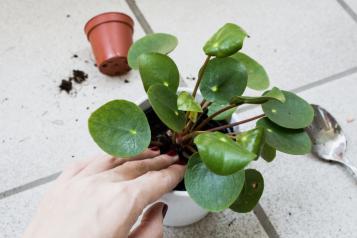 Entretien du pilea