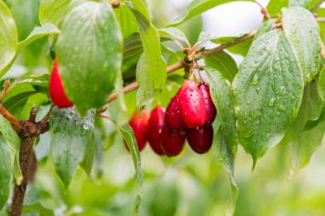 Fruits et Baies sauvages