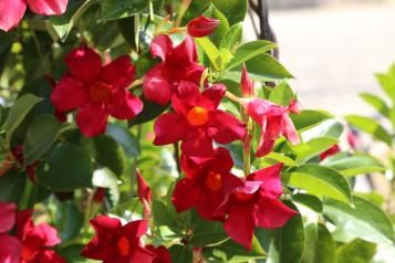 Quelles plantes pour une exposition plein soleil