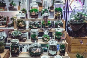 Quel récipient pour un terrarium