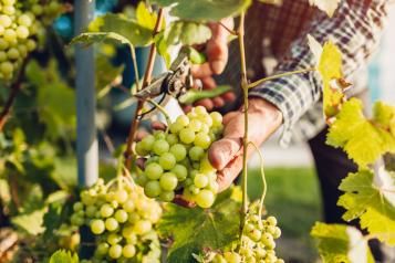 Culture et entretien de la vigne