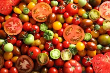 Les différentes variétés de tomate