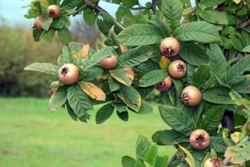 Fruits et Baies sauvages