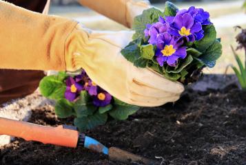 Gloved hands gardening planting flowers