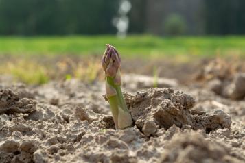 Entretien et culture de l'asperge