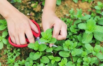 Entretien et taille de la menthe