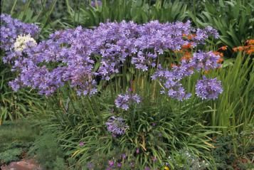 Planter les agapanthes 